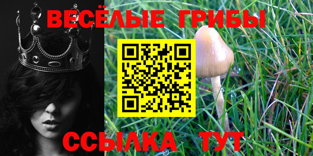 Псилоцибиновые грибы Psilocybe Видное