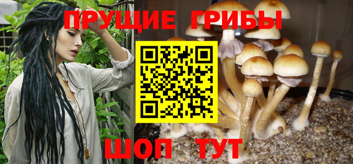 Галлюциногенные грибы Psilocybe  Видное 